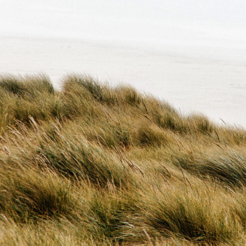 mcwcc--img--coastal-grass